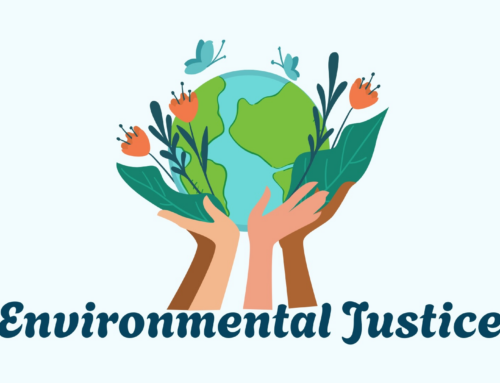 Urban Trees: Placement & Species Choice